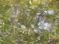 Astronotus ocellatus