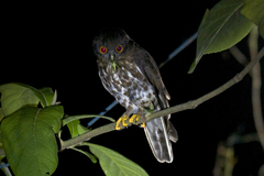 Ninox scutulata