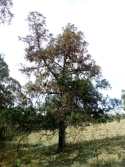 Juniperus flaccida flaccida
