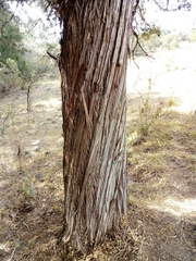 Juniperus flaccida flaccida