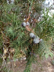 Juniperus flaccida flaccida
