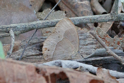 Vulgar Bush Brown