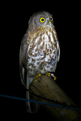 Ninox scutulata