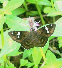 Celaenorrhinus fusca