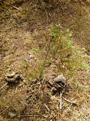 Juniperus flaccida flaccida