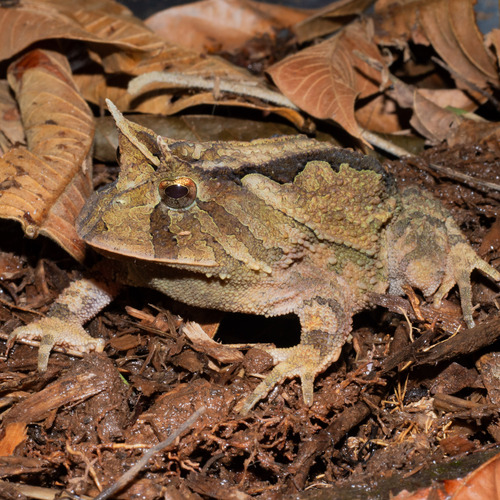 Proceratophrys gladius · NaturaLista Colombia