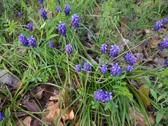 Muscari neglectum
