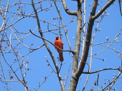 Cardinalis cardinalis
