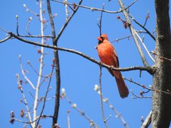 Cardinalis cardinalis