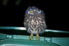 Ninox scutulata