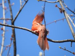 Cardinalis cardinalis