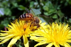 Apis mellifera