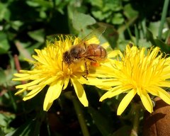 Apis mellifera