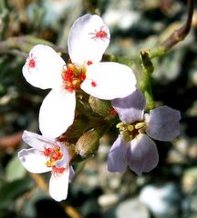 Balaustium