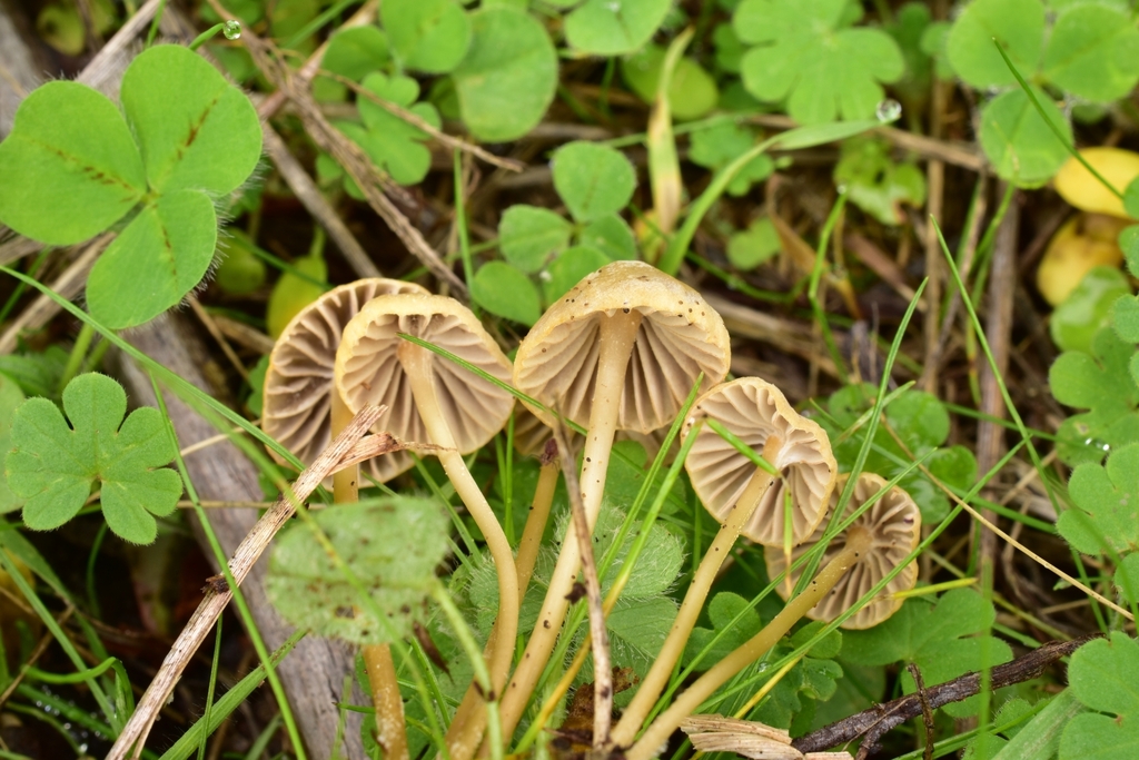 Mycena citrinomarginata from Coburg, OR 97408, USA on October 24, 2023 ...