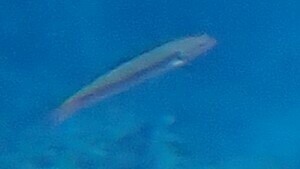 Bluntheaded wrasse