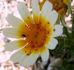 Balaustium