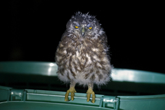 Ninox scutulata
