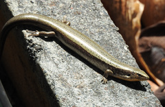 Chalcides sexlineatus bistriatus