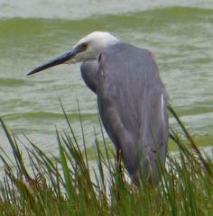 Egretta garzetta × gularis