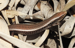 Chalcides sexlineatus bistriatus