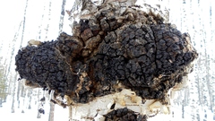 Inonotus obliquus sterilis