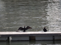 Phalacrocorax carbo