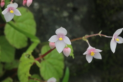 Begonia crenata