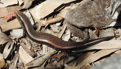 Chalcides sexlineatus bistriatus