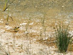 Motacilla flava feldegg