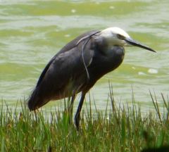 Egretta garzetta × gularis