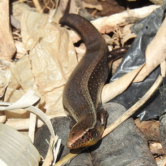 Chalcides sexlineatus bistriatus