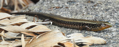 Chalcides sexlineatus bistriatus