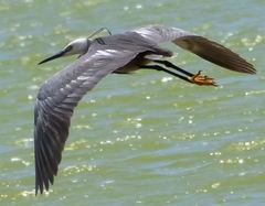 Egretta garzetta × gularis