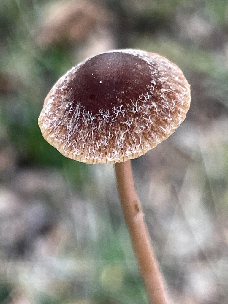 Psathyrella rufogrisea