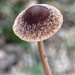 Psathyrella rufogrisea - Photo (c) ym_wang_pnw, algunos derechos reservados (CC BY-NC)