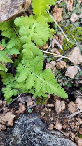 Image of Woodsia plummerae by no rights reserved