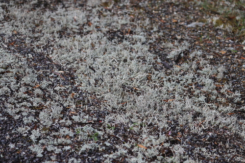 Cladonia nudicaulis
