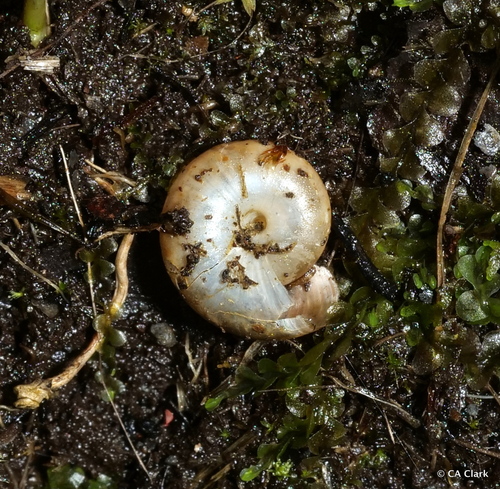 Oxychilus alliarius observed 2023-09-29
