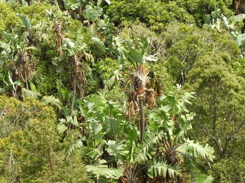 Image of Mountain Bird-Of-Paradise Flower (Strelitzia caudata) by (c) katuchka, some rights reserved (CC BY)
