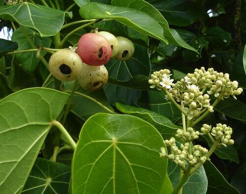 Hernandiaceae