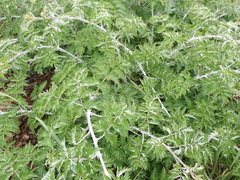 Rubus ludwigii