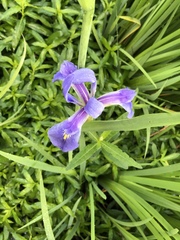 Iris giganticaerulea