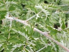 Rubus ludwigii