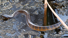 Notechis scutatus occidentalis