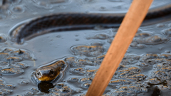 Notechis scutatus occidentalis