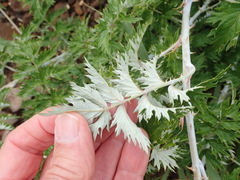 Rubus ludwigii