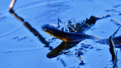 Notechis scutatus occidentalis