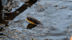 Notechis scutatus occidentalis