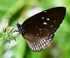 Euploea doubledayi evalida